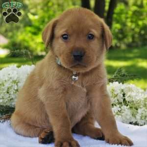 Forest, Fox Red Labrador Retriever Puppy
